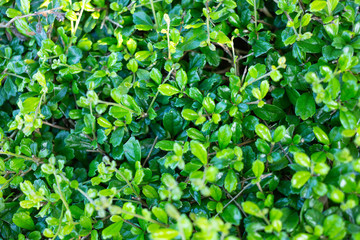 Fototapeta na wymiar green leaves background of Carmona retusa (Vahl) Masam,Boraginaceae