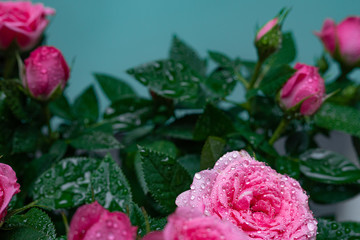 Bushy beautiful pale pink rose with dew drops on a light blue background. Close up.