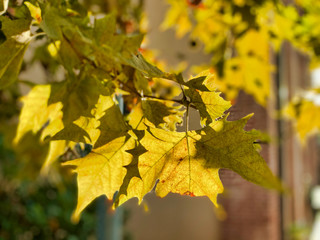 Autumn colors of tree leaves, close up with blurred background