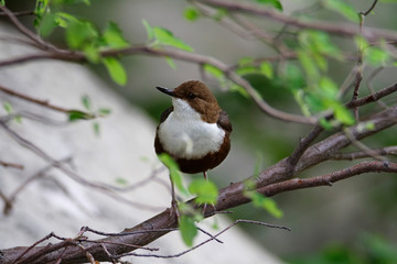 The white-throated dipper from Paklenica National Park, Croatia