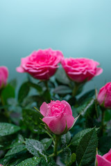 Bushy beautiful pale pink rose with dew drops on a light blue background. Close up.