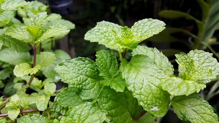 fresh mint leaves in the garden