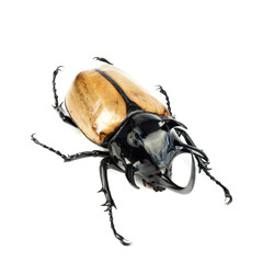 Stag beetle isolated on white background.