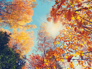 Obraz na płótnie Canvas autumn background forest with oak birch trees and sunny beams