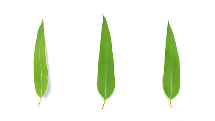 Eucalyptus leaves isolated on white background.
