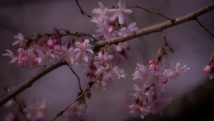 Kirschblüten