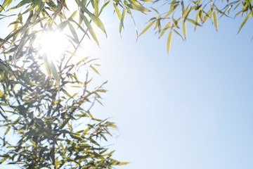 Sunlight and copy space that enters the cloudless blue sky through bamboo leaves.