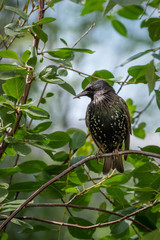 Starling on a branch of a green tree.