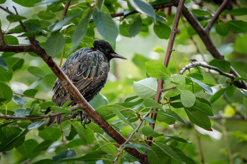 Starling on a branch of a green tree.