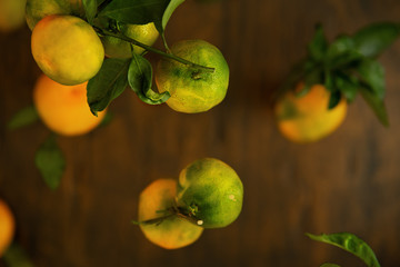 Levitating raw green and orange mandarins. Ripe orange tangerines with branch and leaves on a dark wooden background. Rustic style. Falling fruits