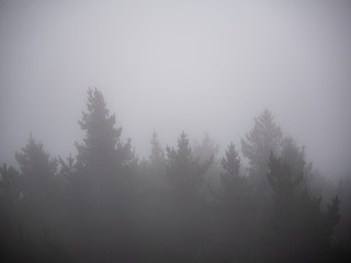 Fototapeta na wymiar tall trees surrounded by mist or fog on the forest