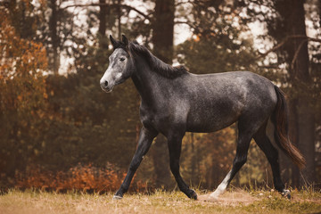 portrait of gray trakehner mare horse trotting on green meadow on forest background in autumn