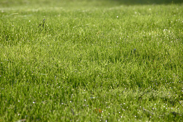 dew on a green field