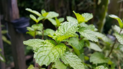 nettle in the garden