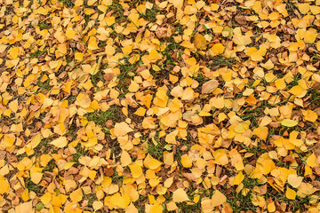 Background from yellow leaves. Fallen leaves cover the ground in the park. Beautiful autumn landscape.