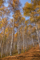 Allphotokz Kok Zhailau 20081009 9919 5D