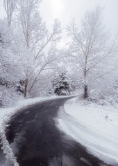 Scene with road and snowy forest in the morning