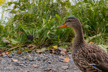 Mallard