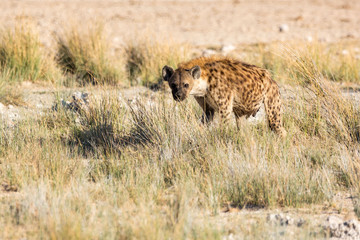 Hyena walking through the savannah, Etosha, Namibia, Africa