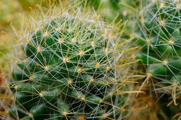 green prickly cactus close-up, macro
