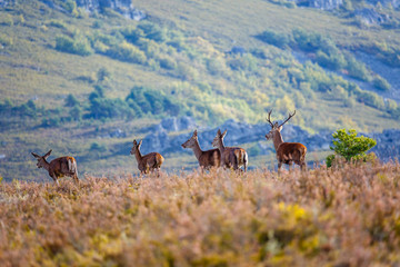 Ciervos comunes. Macho siguiendo a las hembras durante la berrea. Cervus elaphus. Comarca de la...
