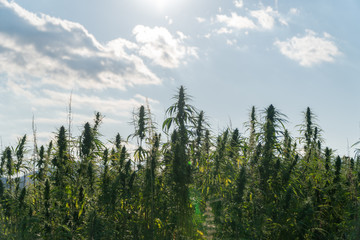 Marijuana plants at outdoor cannabis farm field. Hemp plants used for CBD and health