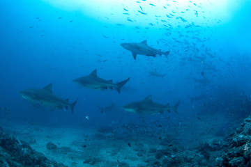 Bull Shark, Carcharhinus leucas in deep blue ocean