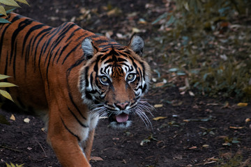 Fototapeta na wymiar Wild Tiger Stare into Camera Big Eyes