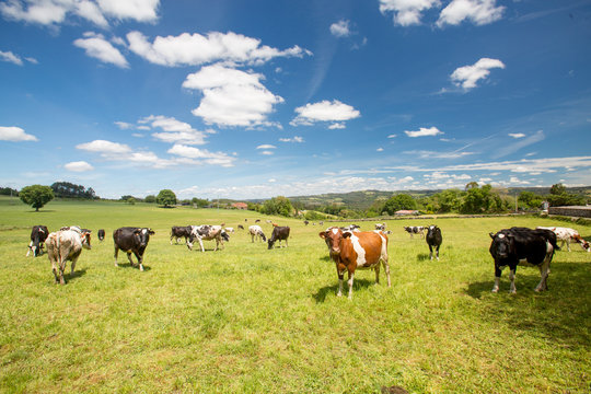 Granja