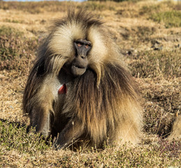 Gelada Baboon - Theropithecus Gelada. Simien Mountains in Ethiopia