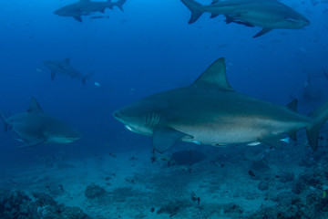 Bull Shark, Carcharhinus leucas in deep blue ocean