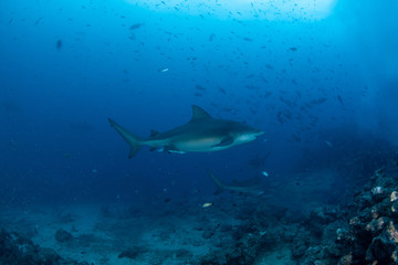 Obraz premium Bull Shark, Carcharhinus leucas in deep blue ocean