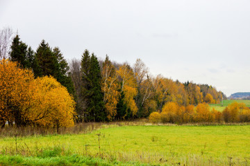 Fototapeta premium forest with yellowed foliage and field in cloudy weather