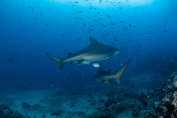 Fototapeta premium Bull Shark, Carcharhinus leucas in deep blue ocean