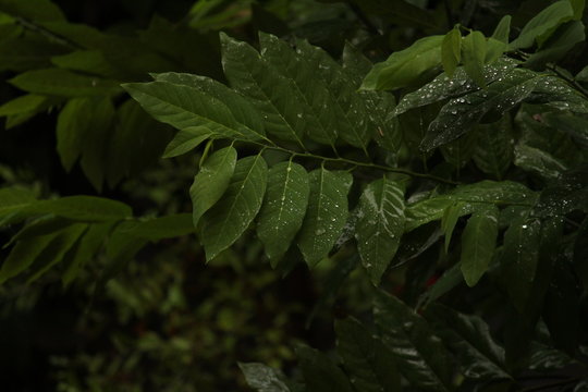 rain drops in the green leafs with dark background