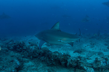 Bull Shark, Carcharhinus leucas in deep blue ocean