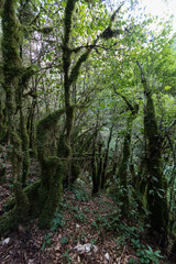 Fototapeta na wymiar Forêt des Gorges de l'Abîme