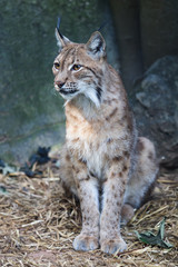 Fototapeta premium Lynx