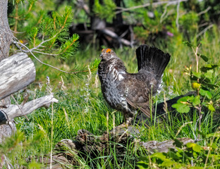 Spruce grouse
