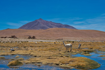 Fototapeta na wymiar Lamas in Bolivien