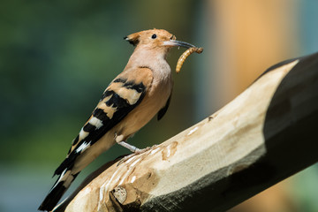 Tenait en son bec un ver