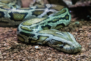Serpent