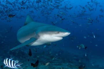 Bull Shark, Carcharhinus leucas in deep blue ocean