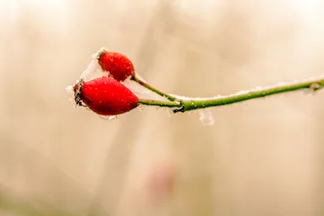 Foto op Canvas Frozen red rosehip on a branch with blurred background, christmas time, red berry, Single rose hip, covered with crisp ice crystals, winter day © Sonja