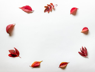 Red leaves on a white background. Autumn.