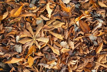 autumn carpet of fallen leaves