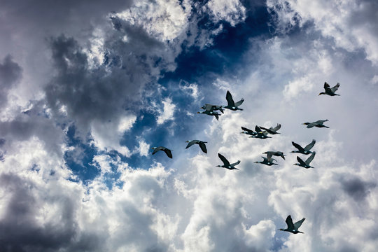 duck birds fly in the blue sky