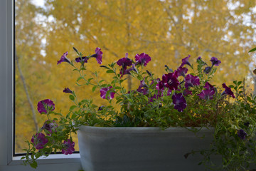 Fototapeta na wymiar Petunia in container on the background of yellow foliage of trees outside the window. Small flowering garden on the balcony in autumn.