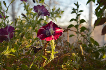 Petunia flower in sunny autumn day.
