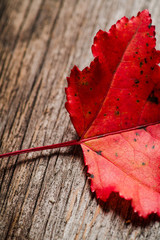 Close-up shot of dry red maple leaves on the wooden background. Selective focus. Shallow depth of field.